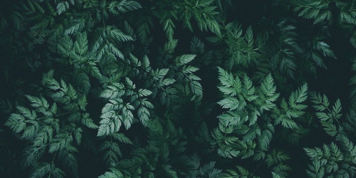 3840x2400 Download wallpaper 3840x2400 leaves, green, dark, plant 4k ultra hd