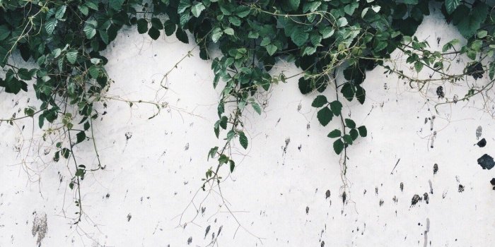 1280x960 Plants Aesthetic Tumblr Wallpaper | Unixpaint