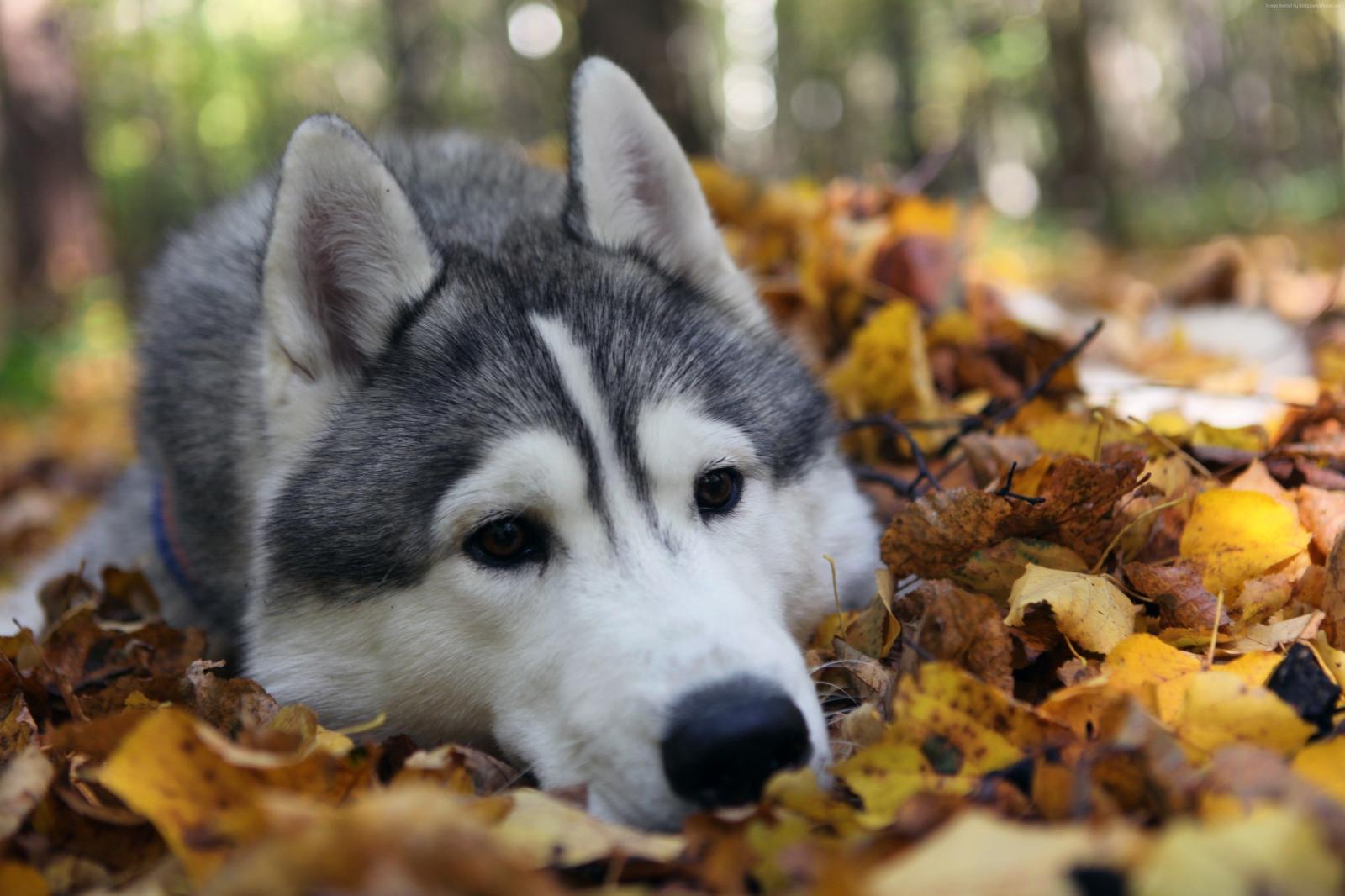 4080x2720 113990 #Husky, #funny, #cute animals, #dog | Animals wallpapers and