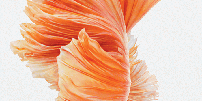 1242x2208 iPhone 6s still wallpaper images