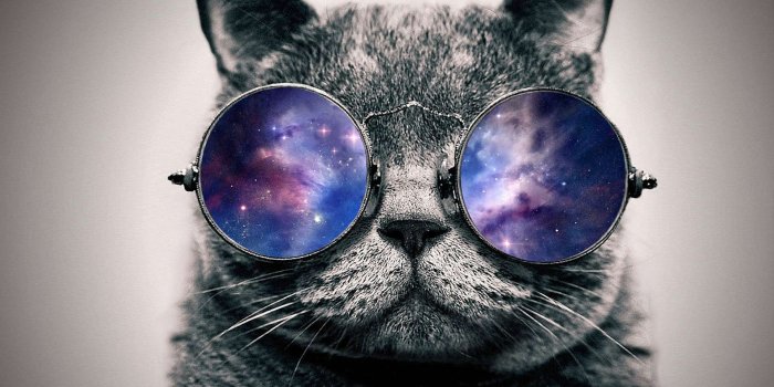1920x1080 Cat With Glasses Wallpapers