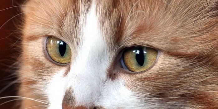 800x1280 Download wallpaper 800x1280 cat, face, cool cat, cute cat samsung