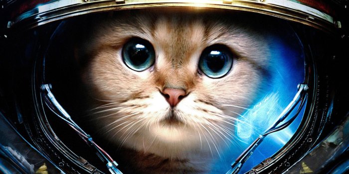 1920x1080 Space Cats HD Wallpaper (78+ images)