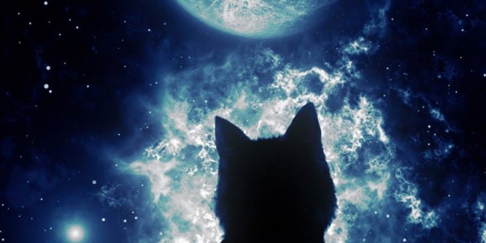 900x1600 Cat in Space | Beautiful Wallpaper | Galaxy wallpaper, Iphone