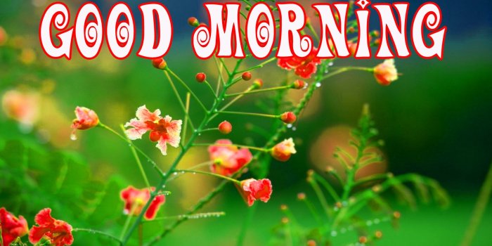 1920x1200 177+ Good Morning Flowers Quotes Wishes Images Wallpaper Photos