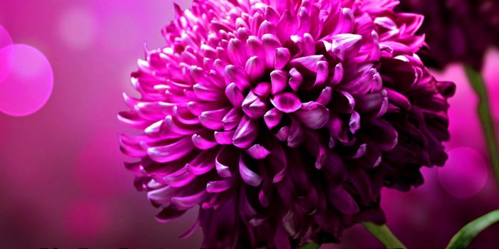 2002x1392 177+ Good Morning Flowers Quotes Wishes Images Wallpaper Photos