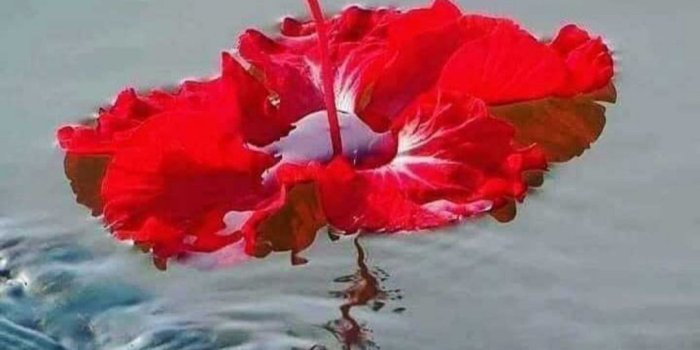 1080x1258 Good Morning Pictures, Images, Graphics - Page 5