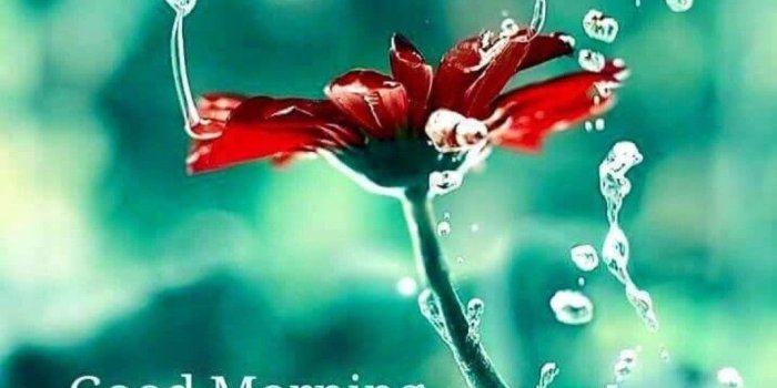 1075x1079 Dinesh Kumar Pandey on Good Morning | Good morning quotes