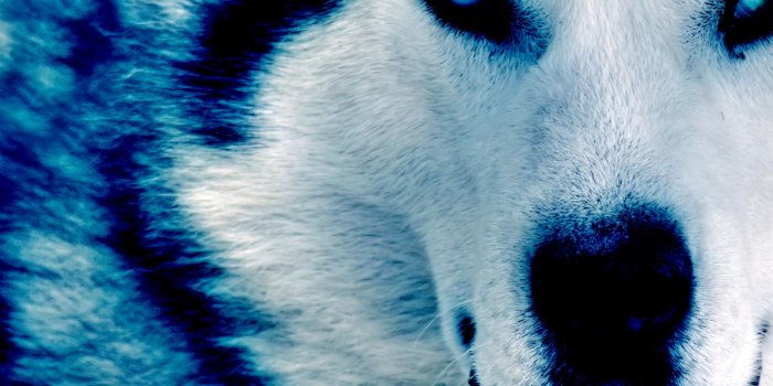 2816x1880 Ice Wolf Wallpaper ,free download, (45) - cerc-ug.org