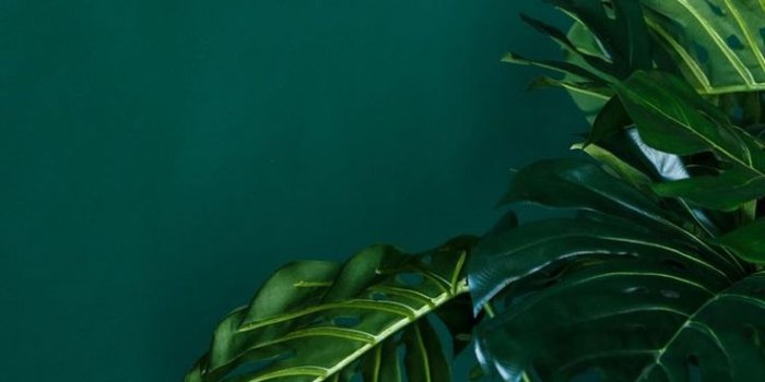 736x1104 sɴɪᴇɢᴅᴇᴊᴀ ☆ dark emerald green aesthetic | Heart Chakra Green