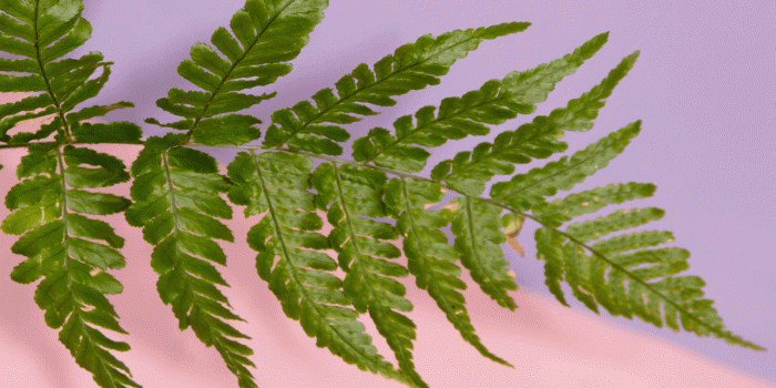 1280x800 Plant Aesthetic Desktop Wallpaper_hd wallpaper_download free wallpaper