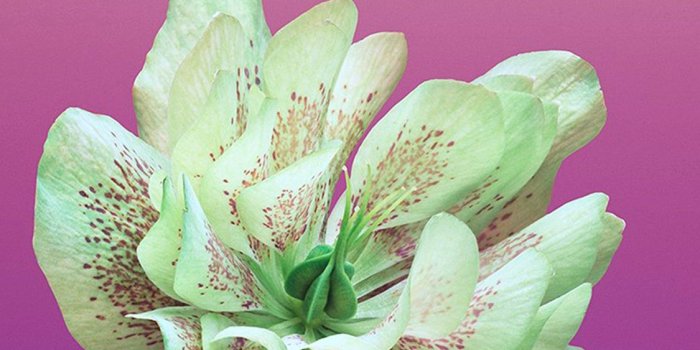 1125x2436 Nature Pure Aesthetic Beautiful Flower Plant Pattern iPhone X