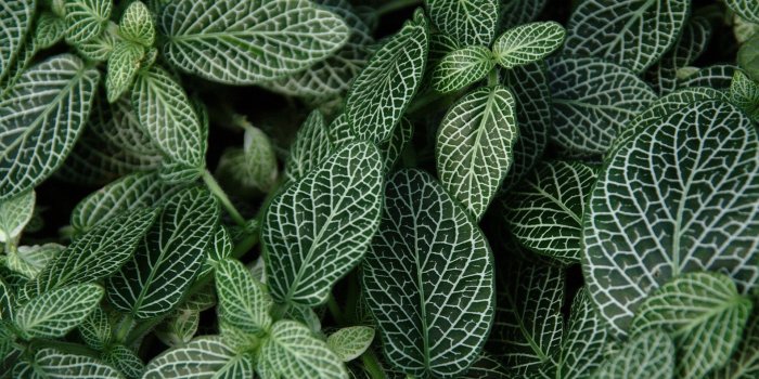 1920x1200 Aesthetic Dark Green Iphone Wallpaper - wallpaper iphone