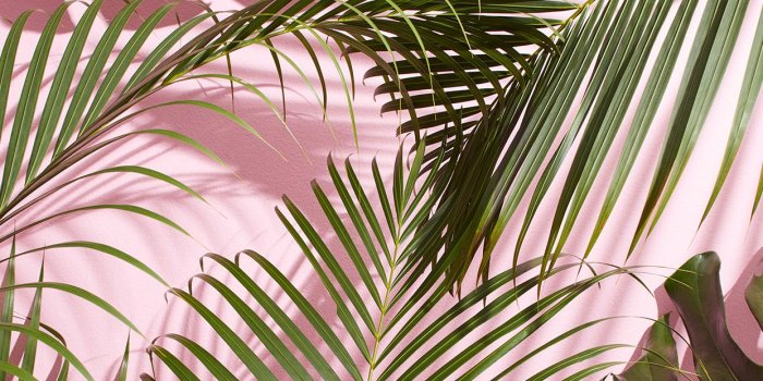 1242x2208 Temporary Tropical Palm Green Wallpaper – Palm Leaves Aesthetic