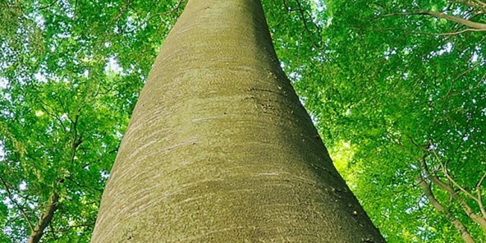 1080x1920 iPhone Wallpaper | Green, Tree, Leaf, Woody plant, Plant, Botany