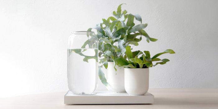 1600x900 Aesthetic Wallpaper Plants – Free Download Wallpaper