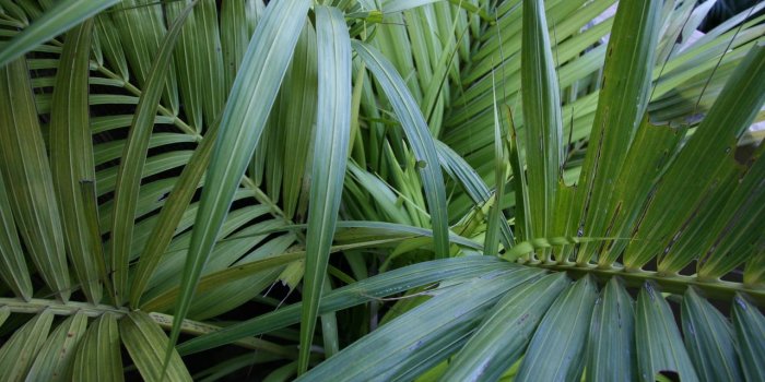 1280x853 Plant Aesthetic Desktop Wallpaper_hd wallpaper_download free wallpaper