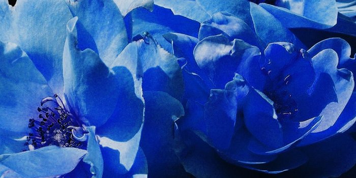 1242x2208 Flower Blue Snow Nature Art Android wallpaper - Android HD wallpapers