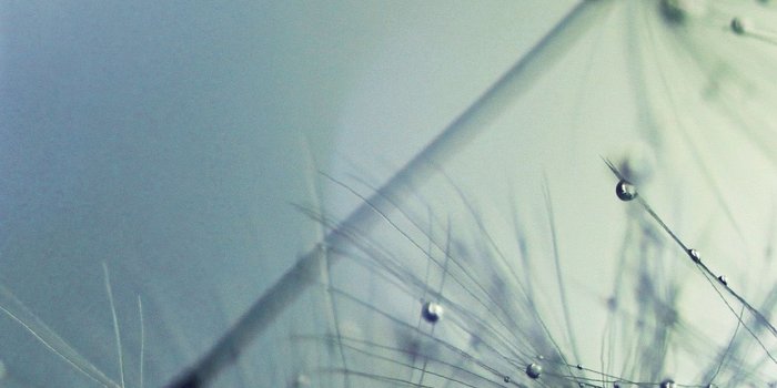 1242x2208 Flower Seed Art Blue Nature Flare Android wallpaper - Android HD