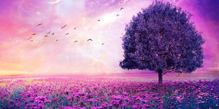 1920x1440 66+ Purple Nature Wallpapers on WallpaperPlay