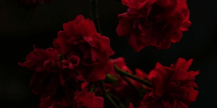 960x1440 Top 10 Punto Medio Noticias | Red Flowers Tumblr Wallpaper