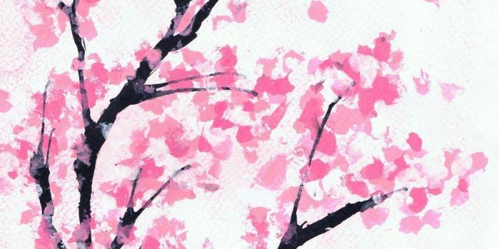 900x1286 Japanese Cherry Blossom Art Wallpapers - Top Free Japanese Cherry