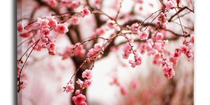 1200x1200 Amazon.com: Redeast Modern Canvas Wall Art Cherry Blossom Wallpaper