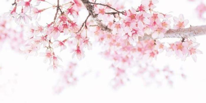 739x1600 cherry blossom wallpaper iphone xs max | Flower art | Cherry blossom