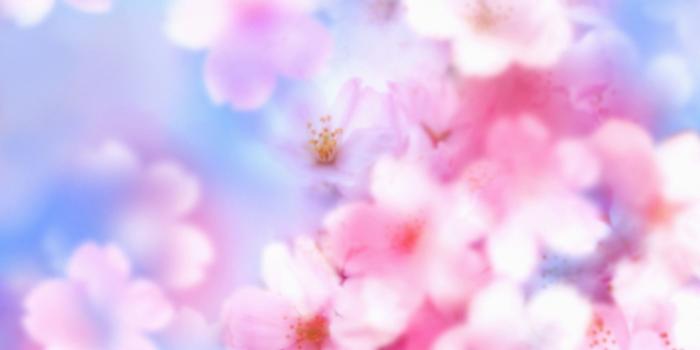 1920x1200 Anime Cherry Blossom Wallpaper (72+ images)