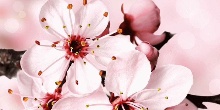 854x1590 Cherry Blossom wallpaper. | Wallpapers | Cherry blossom wallpaper