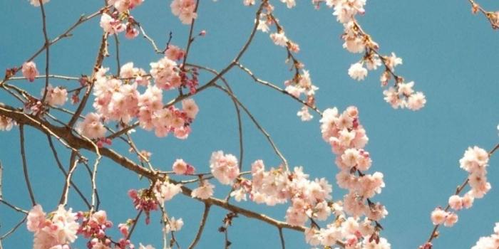 1080x1920 Cherry Blossom Tree - Best HTC wallpapers