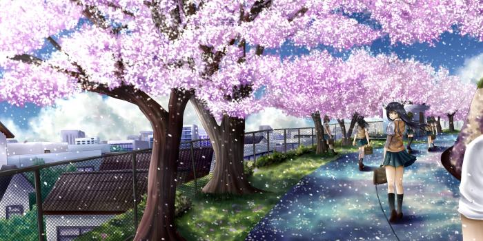 1920x1080 Anime Cherry Blossom Wallpaper-5tu4hpk - Anime Cherry Blossom Tree
