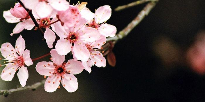 1152x768 Cherry Blossom Wallpapers