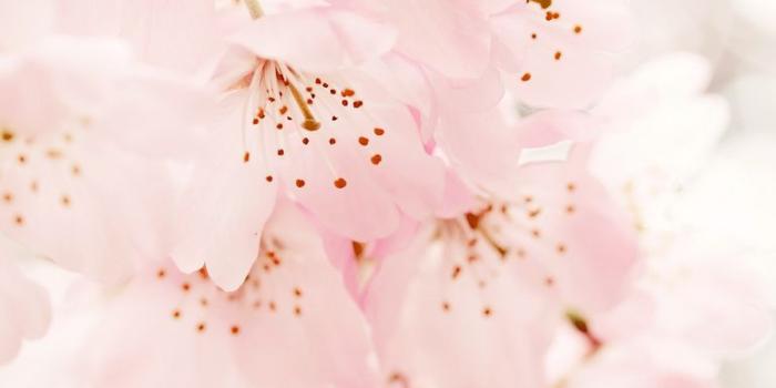 768x1024 Cherry Blossom iPad Wallpaper by hoatongoc
