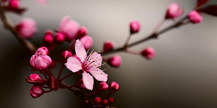 1280x850 Cherry Blossom Wallpaper 3551 - 1000x750 Wallpaper HD - Clip Art Library