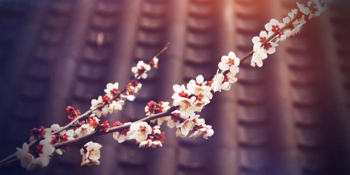 2048x1152 Flower, Blossom, Twig, Drawing, Art Image for Youtube Cover