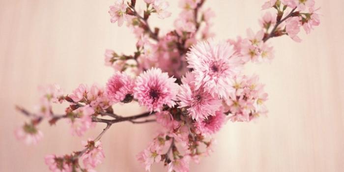 1024x768 50+ Flower Art Wallpapers - Download at WallpaperBro