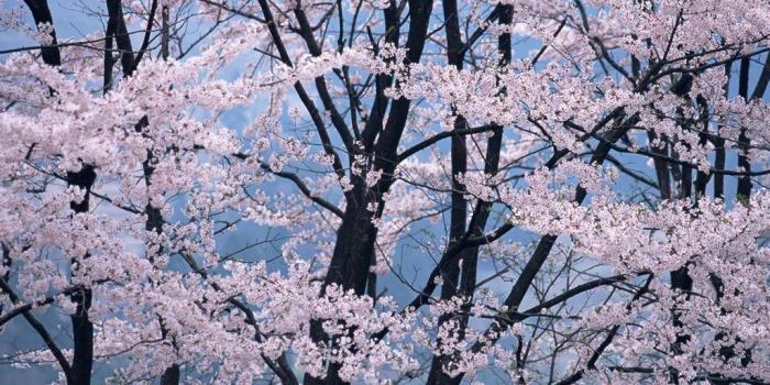 1024x768 Cherry Blossoms Art Wallpapers Desktop Background
