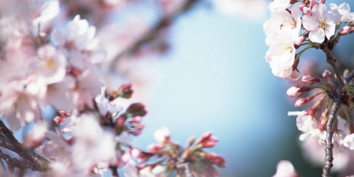 1280x1024 1280x1024 Japanese Sakura Photos - Japanese Cherry Blossom