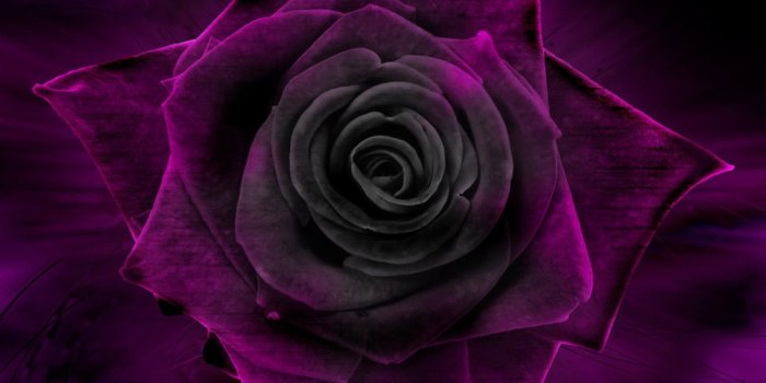 1680x1050 70+ Purple and Black Rose Wallpapers - Download at WallpaperBro