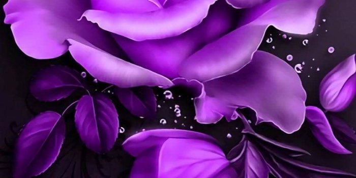 1080x1920 62+ Black Roses Wallpapers on WallpaperPlay