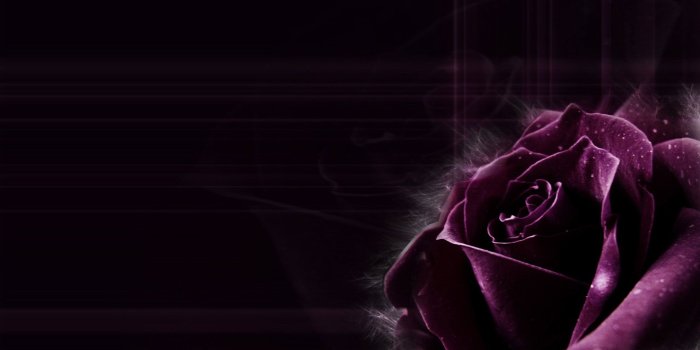 1920x1200 62+ Black Roses Wallpapers on WallpaperPlay