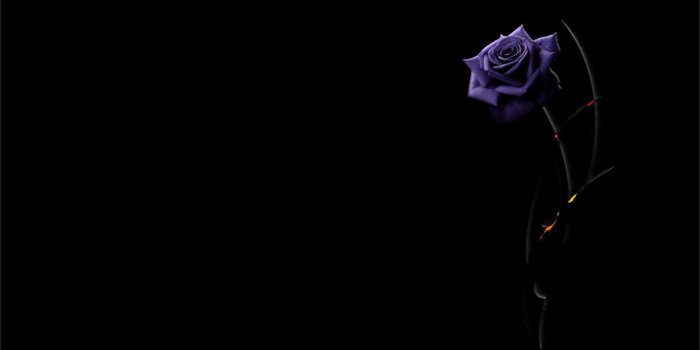 1920x1080 70+ Purple and Black Rose Wallpapers - Download at WallpaperBro