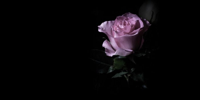 1920x1080 Dark Purple Flower Wallpaper Picture for Desktop