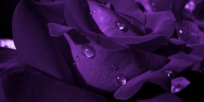 2560x1440 Rose Wallpapers Phone - Dark Purple Black Rose (#99933) - HD