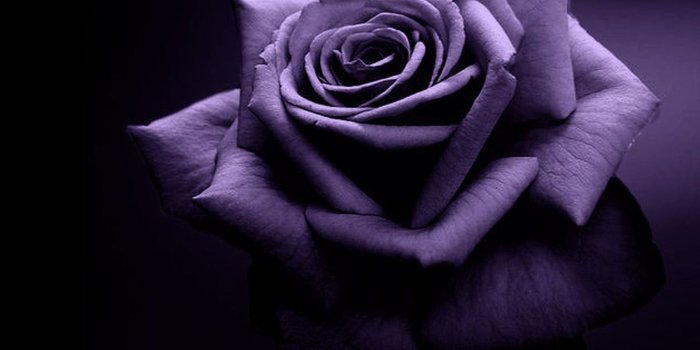 1600x1200 70+ Purple and Black Rose Wallpapers - Download at WallpaperBro