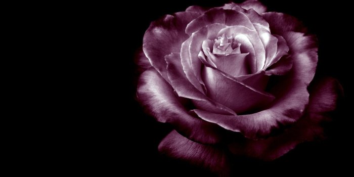 1680x1050 45+] Dark Purple Roses Wallpaper on WallpaperSafari