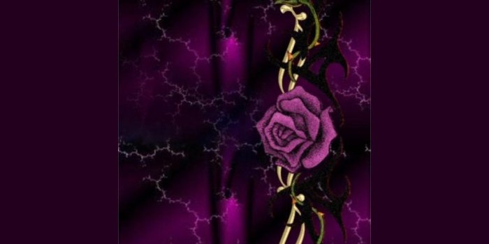 1280x960 Purple And Black Roses Wallpapers