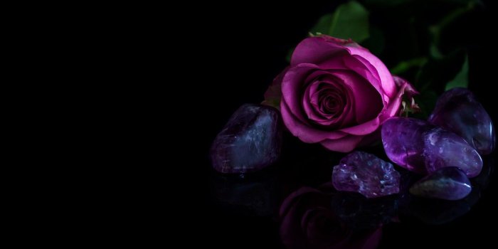 1332x850 Wallpaper leaves, reflection, stones, pink, rose, Bud, purple, black