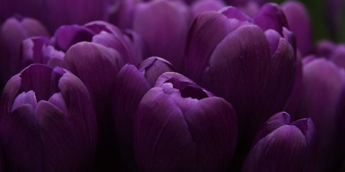 1920x1200 Dark Purple Roses Wallpaper (46+ images)